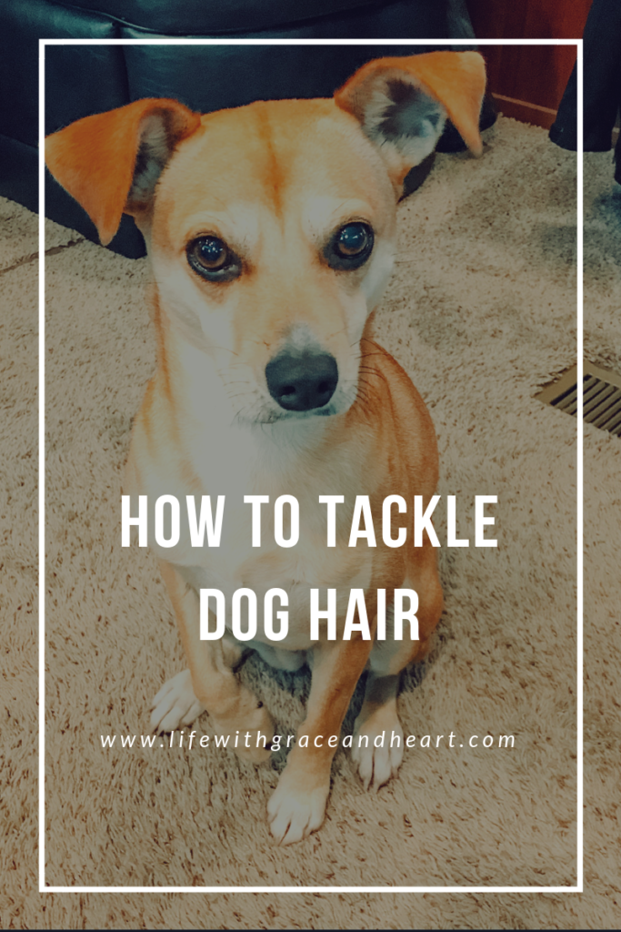 dog hair cleaning tips