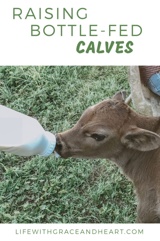 raising calves